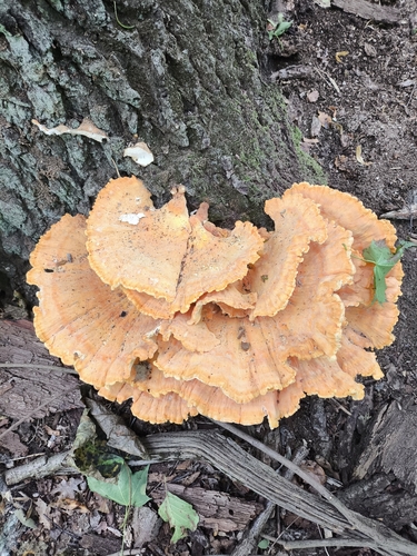 chicken of the woods