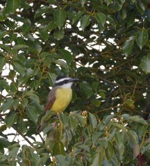 Pitangus sulphuratus