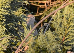 Columbina picui