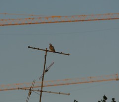 Patagioenas picazuro