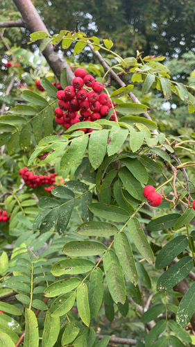 European mountain ash