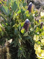 Protea grandiceps