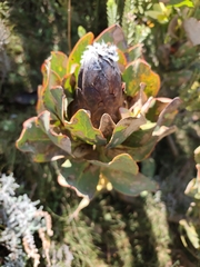 (c) Jeanette Clarke, some rights reserved (CC BY-SA) Protea grandiceps, photograph (c) Jeanette Clarke, some rights reserved (CC BY-SA)