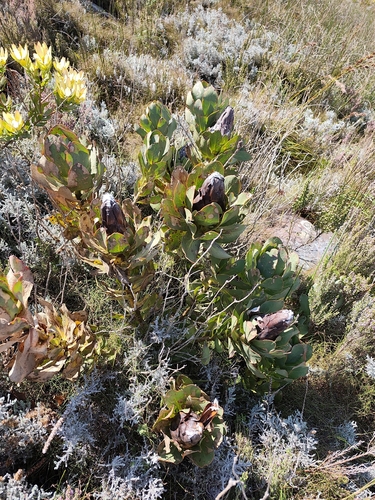 Protea grandiceps, photograph 3