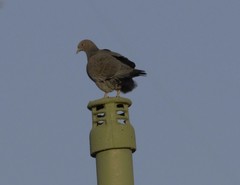 Patagioenas picazuro