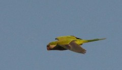 Myiopsitta monachus