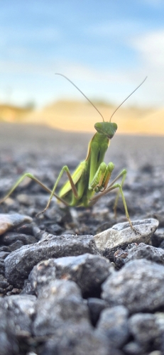 European Mantis