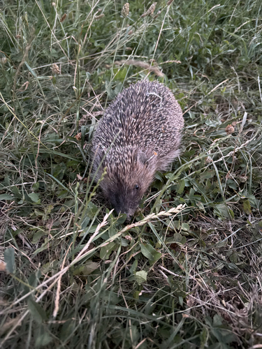Northern White-breasted Hedgehog