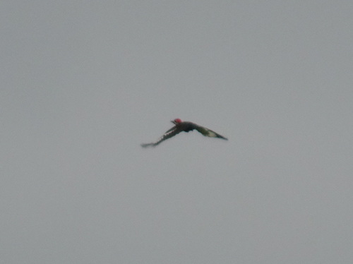 Pileated Woodpecker photographed in Kansas