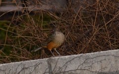 Turdus rufiventris