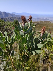 Protea lacticolor