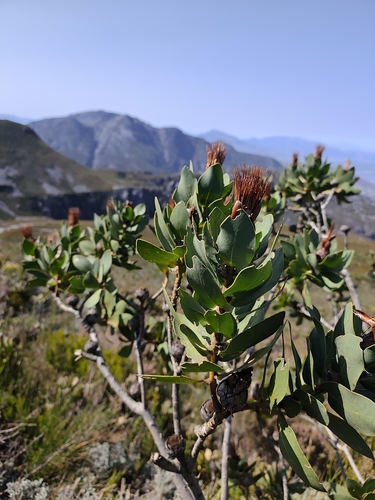 Protea lacticolor, photograph 2