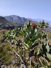 Protea lacticolor, photograph (c) Jeanette Clarke, some rights reserved (CC BY-SA)