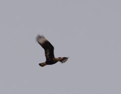 Caracara plancus