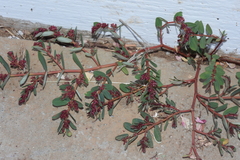 Euphorbia anthonyi