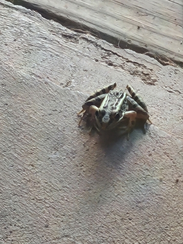 Pickerel Frog