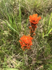 Castilleja hispida