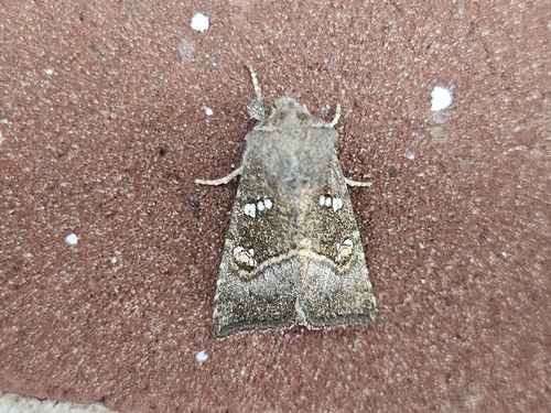 Stalk Borer Moth