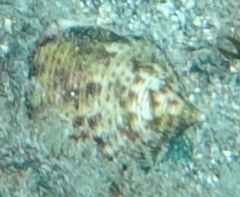 Maurea pellucida