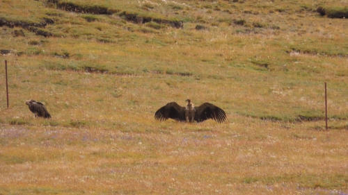 Himalayan Griffon