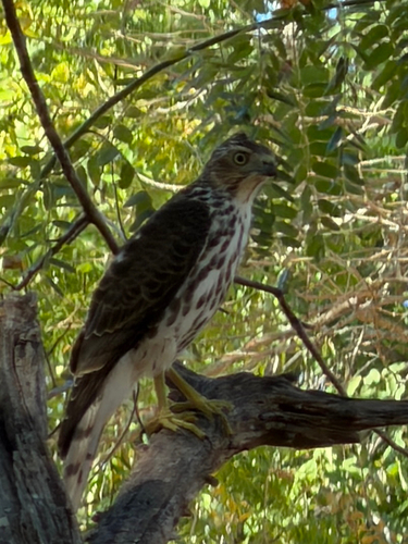 Sri Lankan shikra