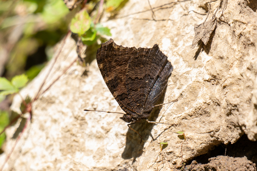 European Peacock Butterfly