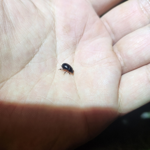 Illiger's Scavenger Scarab