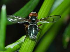 Senopterina caerulescens