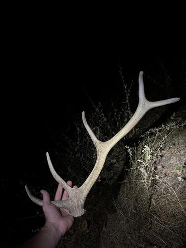 Red Deer
