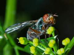 Senopterina caerulescens