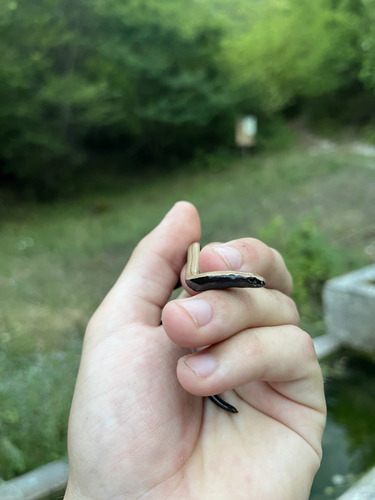 Italian Slowworm