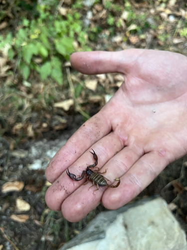 Euscorpius aquilejensis