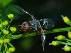 Senopterina caerulescens