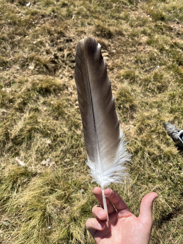 Eurasian Griffon
