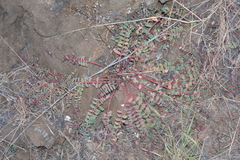 Euphorbia anthonyi
