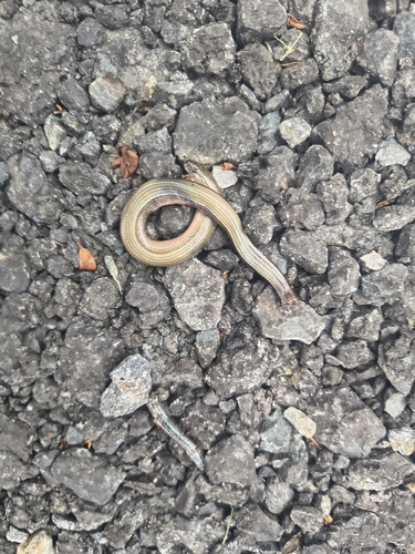 Common Slowworm