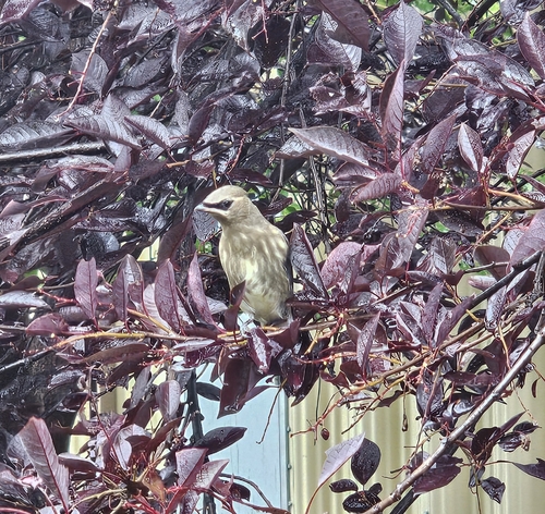 Cedar Waxwing
