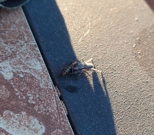 Tan Jumping Spider