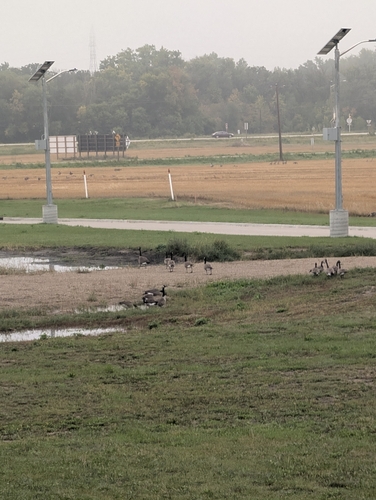 Canada Goose