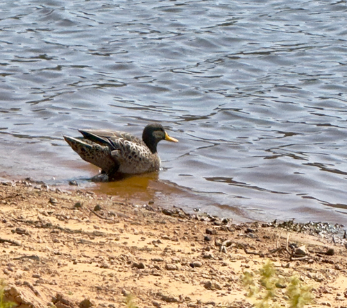 iNaturalist image