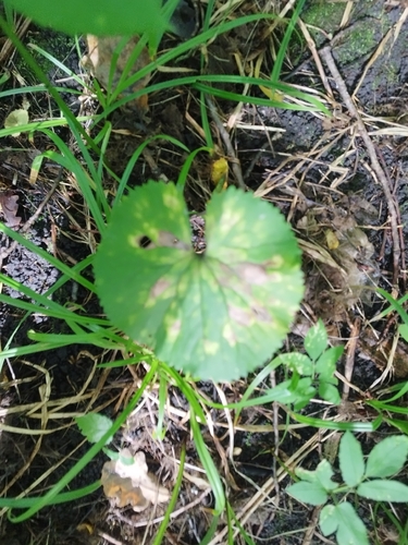 Ranunculus cassubicus, photograph 5