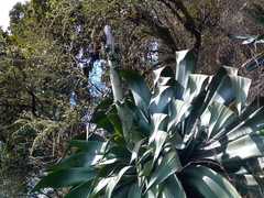 Agave atrovirens