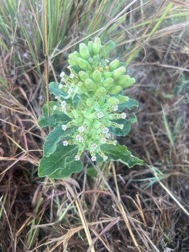 Zizotes milkweed