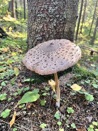 Parasol