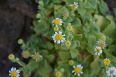 Perityle socorrosensis