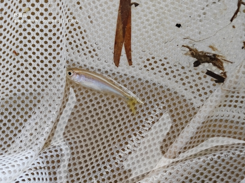 Parazacco fasciatus