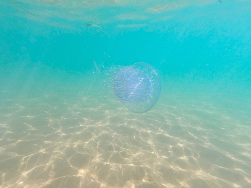 Nomad Jelly