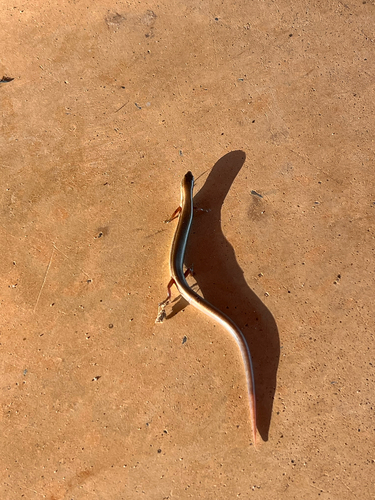 Little Brown Skink