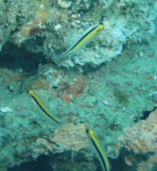 Forsterygion maryannae