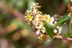 Lipotriches flavoviridis